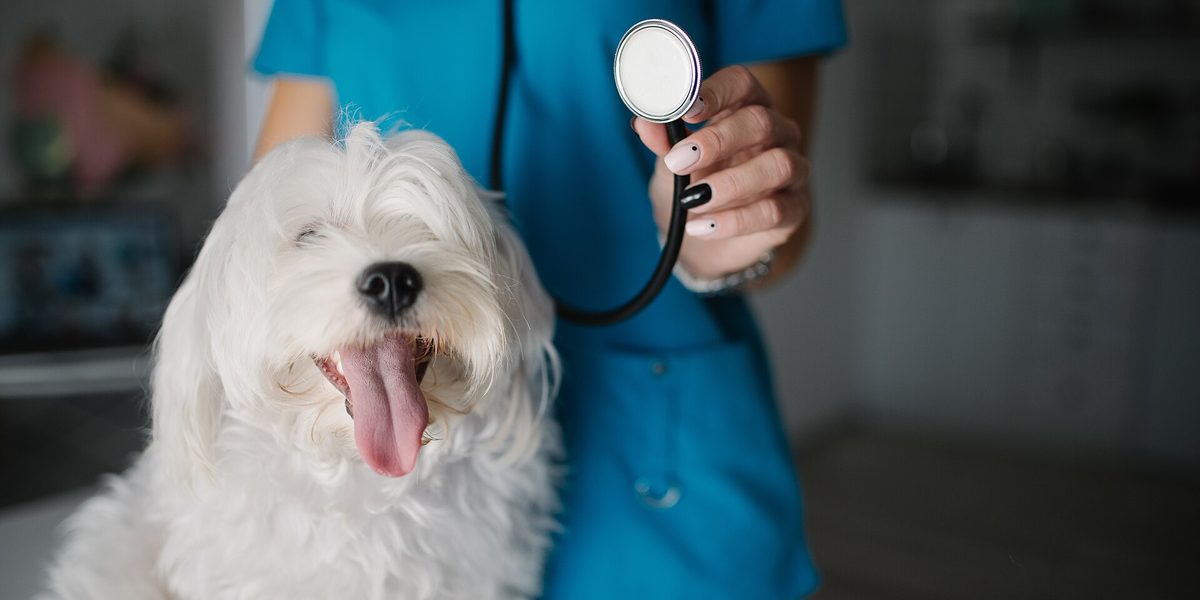 Is Pet Insurance Worth the Monthly Cost? An Honest Breakdown